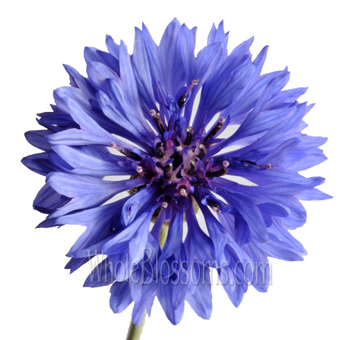 Bulk blue cornflowers for blue wedding flowers, DIY bouquets and event centerpieces.