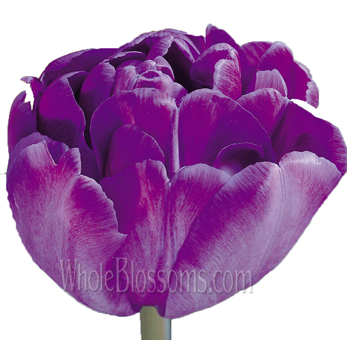 Blue Diamond purple double tulips with regal tones, ideal for weddings, bouquets, and floral styling.