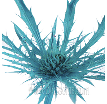 Turquoise Flowers