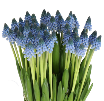 Bundle of Grape Hyacinth Muscari with vibrant blue, bell-shaped blooms and lush green stems, perfect for spring weddings, bouquets, and cheerful décor.