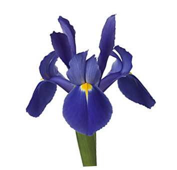 Close-up of a purple-blue iris flower with deep blue-violet petals and a bright yellow streak on the central petal, highlighting its graceful, fan-like structure.