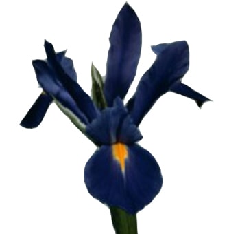 Blue Iris