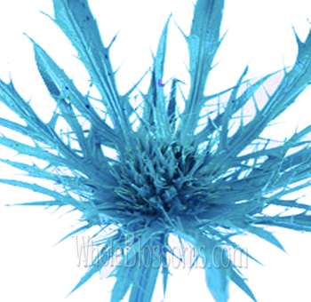 Blue Thistle