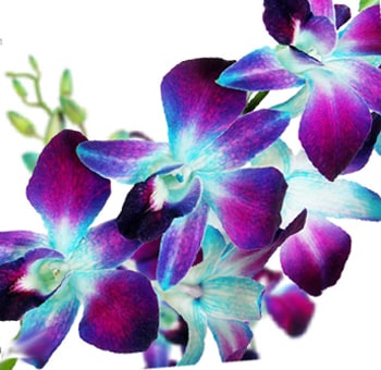 Blue Orchid