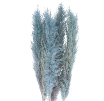 Blue Pampas Grass