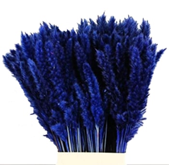 Blue Pampas Grass