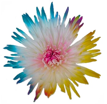 White Spider Mums Rainbow Tips
