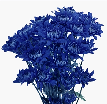 Blue cushion pom tinted flower, perfect for wedding decor and events in bulk wholesale.