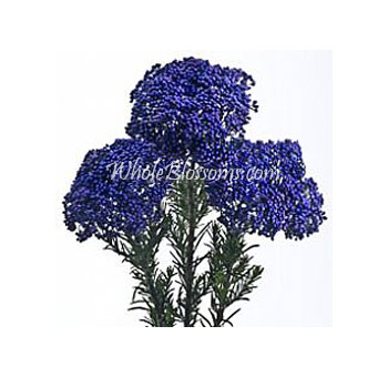 Delicate purple and blue riceflowers with textured blooms, perfect for rustic weddings, romantic bouquets, and premium bulk floral needs.