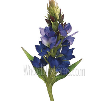 Blue-tinted Star of Bethlehem flowers bring charm to weddings, events, and gifts with their delicate, star-like blooms and cool tone.