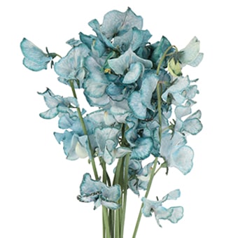 Dyed light blue sweet peas for weddings and events, ideal for bulk bouquets, centerpieces, arches, and custom floral designs.