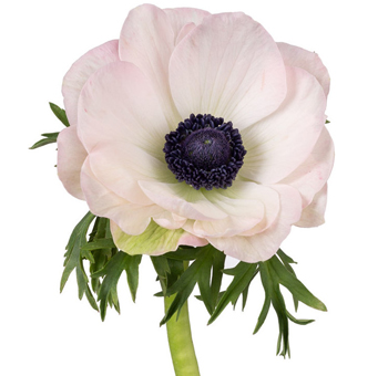 Blush Anemone