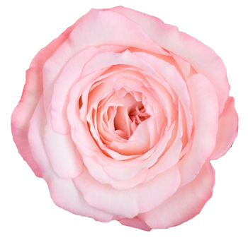 Top-view of a Blush Garden Rose Flower displaying intricate layers of soft pink petals, perfect for luxurious and romantic floral designs.