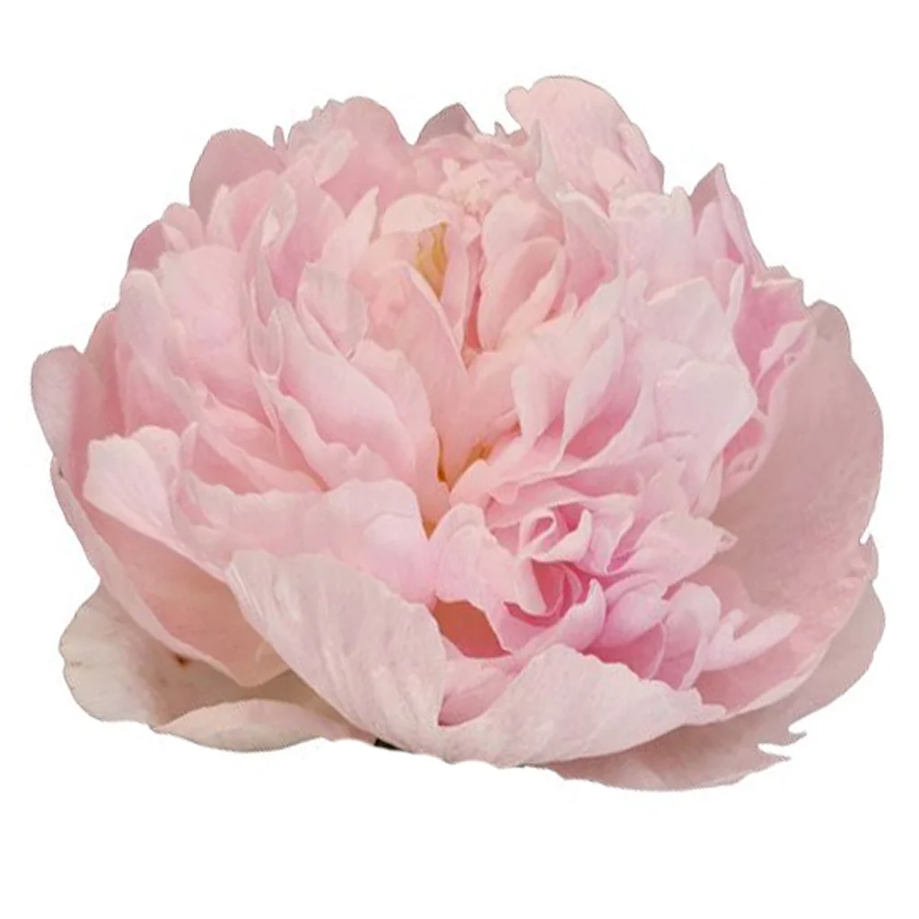 Blush peony flower with soft, layered ivory-pink petals—ideal for wedding bouquets, romantic centerpieces, and elegant floral arrangements.