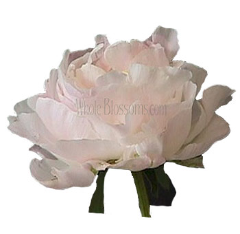 Soft blush peony flower with delicate pink petals and full bloom—perfect for wedding bouquets, centerpieces, and romantic floral arrangements.