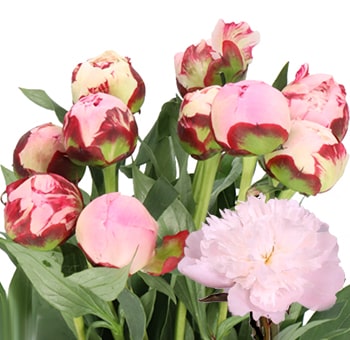 Bunch of blush peony buds with green foliage and one open bloom—ideal for weddings, spring events, and bulk floral arrangements.