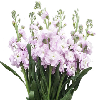 Pink Stiock Flower