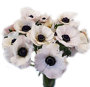 Elegant blush anemones with bold dark centers, ideal for romantic weddings, premium bouquets, and bulk wholesale flower arrangements.