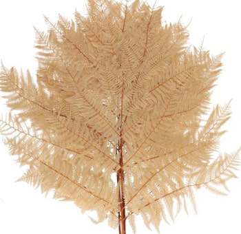 Fern Foliage