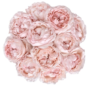 Bouquet of Bridal Tiara Light Pink Garden Roses featuring soft, layered light pink petals, ideal for weddings, romantic events, and elegant floral arrangements.