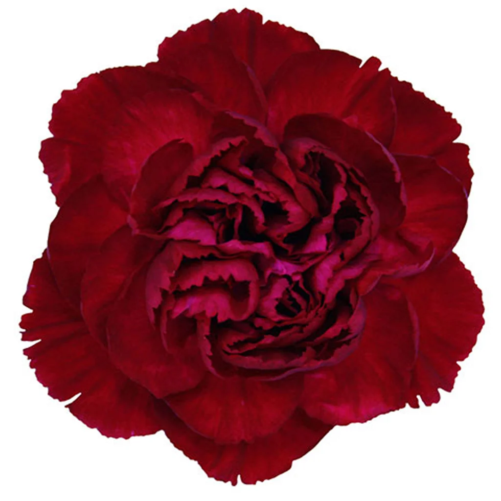 Lush Burgundy Carnation featuring ruffled, velvety petals in a deep wine tone—perfect for elegant bouquets, romantic arrangements, and event centerpieces.