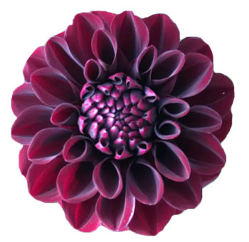 Burgundy Dahlia