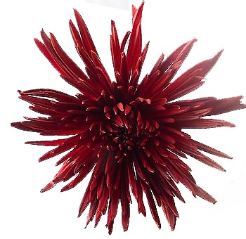 Spider Mums Burgundy