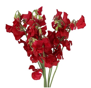 Deep burgundy sweet peas for weddings and events, ideal for bouquets, ceremony décor, and dramatic centerpiece floral designs.