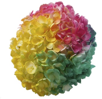 Close-up of Hydrangea Rainbow Flowers showing vibrant pink, yellow, and green petals with lush, fresh textures.