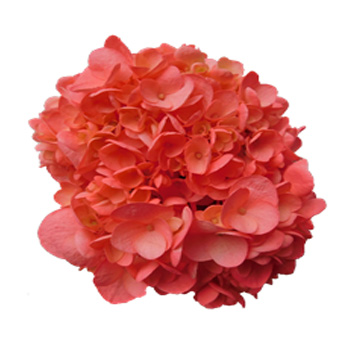 A Salmon Neon Airbrushed Hydrangea featuring rich coral, peach, and pink hues with soft, delicate petals.
