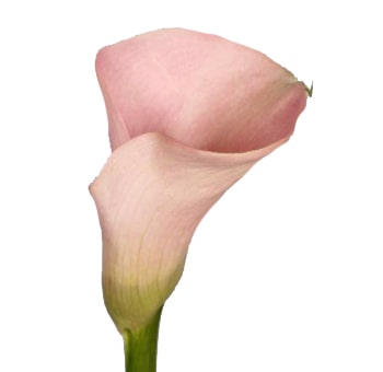 Coral Calla Lily