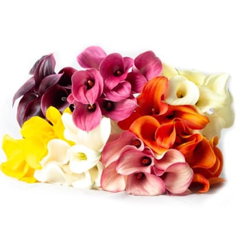A vibrant collection of Calla Lilies in various colors, including deep purple, pink, orange, yellow, and white, artfully arranged with 200 stems for a striking floral display.