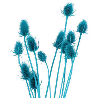 Light green cardo thistle.