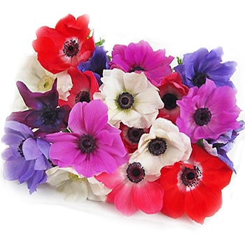Bulk pack of 100 fresh-cut anemone stems in custom colors, ideal for weddings, premium events, and wholesale flower arrangements.