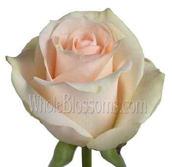 Clear Ocean Peachy Cream Rose close-up with soft peach petals and creamy highlights, perfect for wedding centerpieces and elegant floral designs.