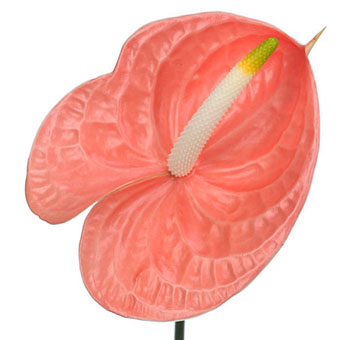 Vibrant Coral Anthurium flowers adding a touch of elegance and distinct charm to a floral arrangement.