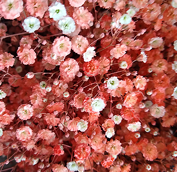 Peach Babys Breath
