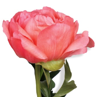 Single Coral Charm Peony Sunset bloom in vibrant coral-pink tones with golden center—perfect for elegant wedding bouquets and seasonal floral designs.