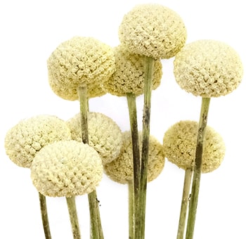 Cream tinted Craspedia Billy Balls for wedding bouquets, elegant centerpieces and creative floral arrangements