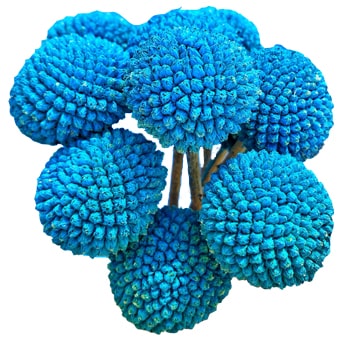 Turquoise tinted Craspedia Billy Balls bring bold color to bulk wedding bouquets, floral centerpieces and creative event décor.