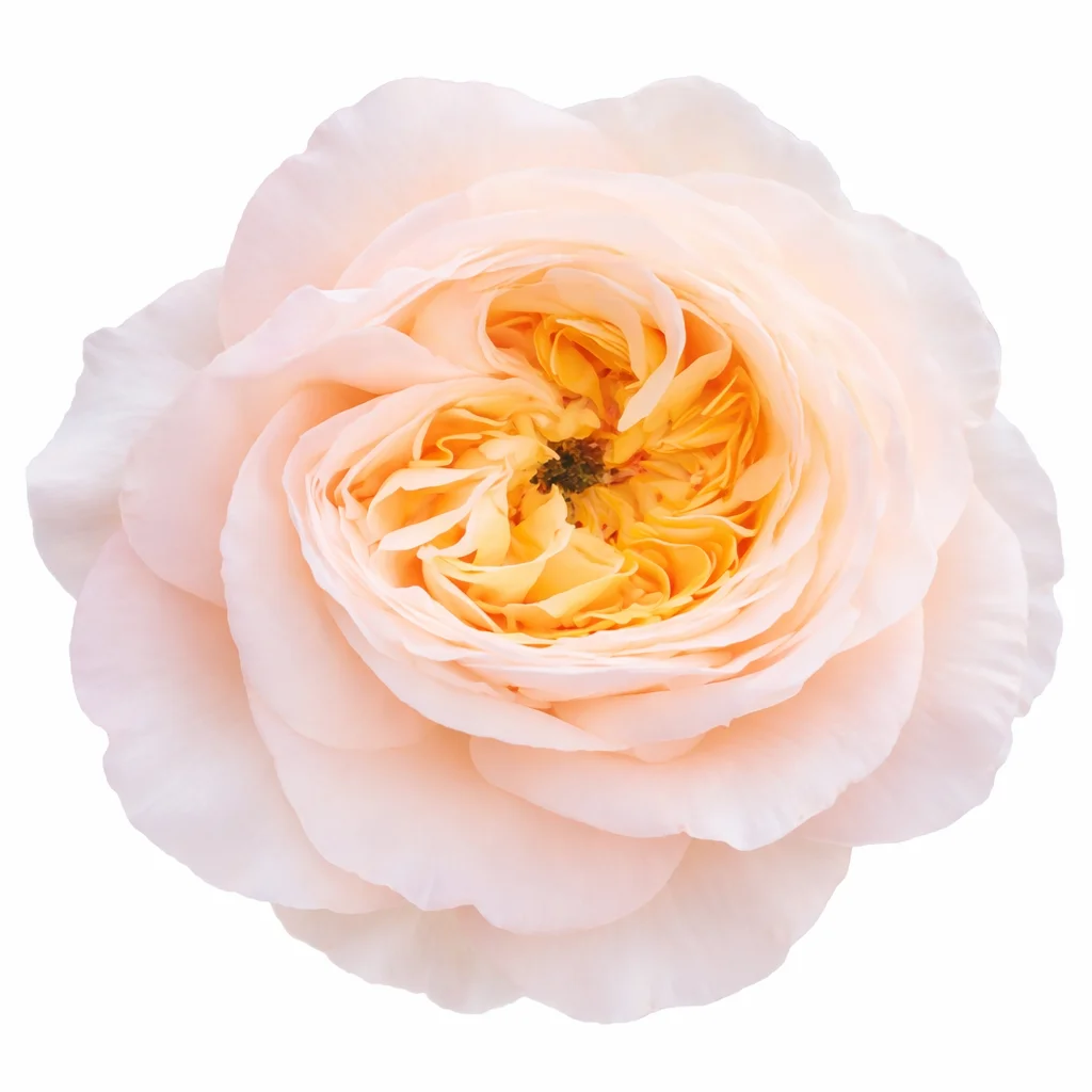 Cream Juliet Garden Rose with soft cream petals and ruffled blooms, ideal for weddings, romantic events, and timeless floral designs.