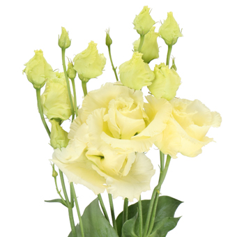 Lisianthus Bouquet