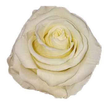 A single cream preserved rose with soft, delicate petals, ideal for timeless, sustainable floral designs without stems.