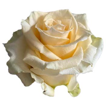 Cream Rose - Toscana with soft cream petals and lush texture, perfect for weddings, anniversaries, and elegant floral arrangements.