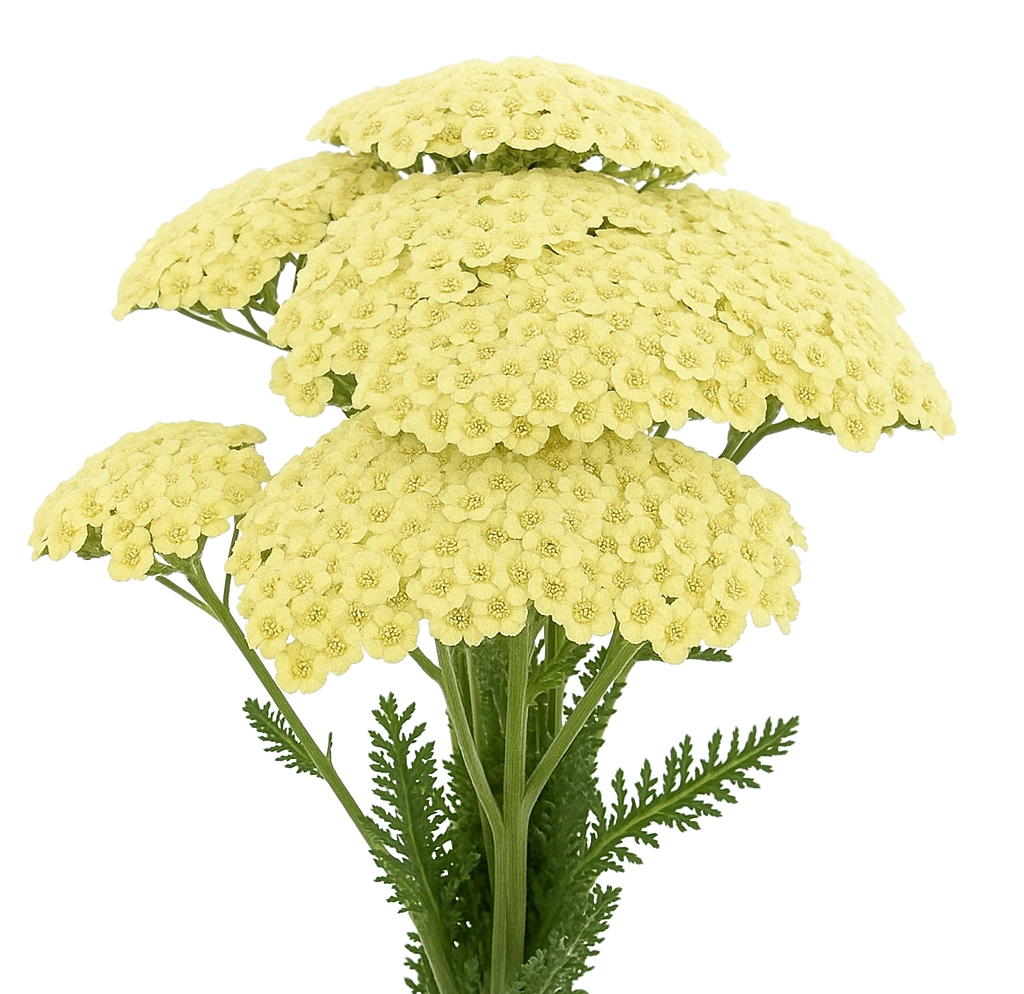 Buy cream yarrow in bulk at wholesale prices from Whole Blossoms. Perfect filler flower for weddings and events with soft texture and romantic elegance.