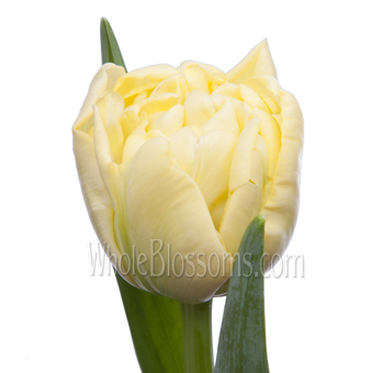 Avant Garde cream double tulips bring modern elegance to weddings, events, and floral gifts.