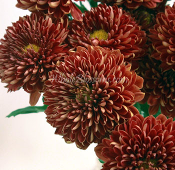 Dark red virginia cremon mum flowers bulk large red mums for wedding centerpieces and floral arrangements
