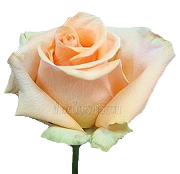Cumbia Peach Rose with soft peach petals and green accents, perfect for weddings, anniversaries, and vintage-inspired floral arrangements.