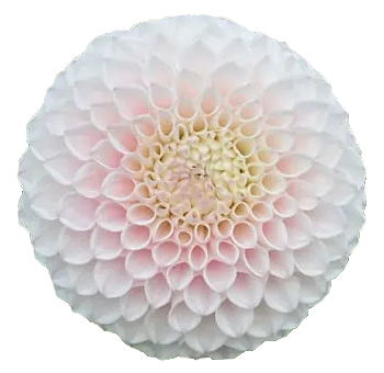 Bulk Dahlia Flowers