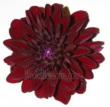 Burgundy Flowers